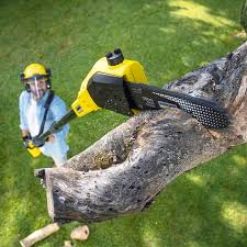 Best Tree Mulching  in Baxter Estates, NY