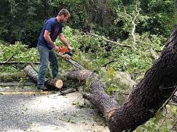 Tree and Shrub Care in Baxter Estates, NY