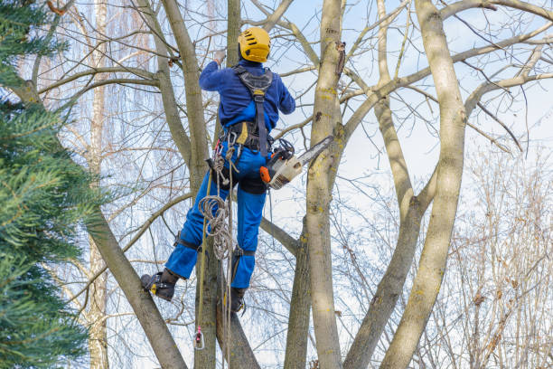 Best Tree Maintenance Programs  in Baxter Estates, NY